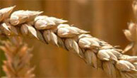 Chine: baisse du rendement de blé!