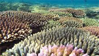 Changement climatique et squelettes coralliens