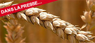 le génome du blé est séquencé