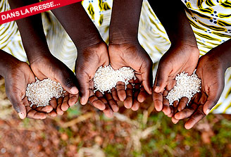 Berceau de la domestication du riz africain