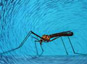 Transmission virale : une bactérie du moustique qui a plus d'un tour dans son sac