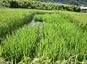 Tests en plein champ de riz sélectionnés par le programme DEMETERRES