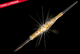 Les secrets intimes de la photosymbiose dans le plancton marin