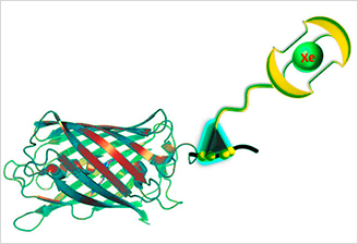 Double sonde fluorescence – RMN de protéines