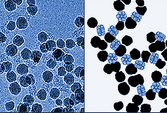 Couronne protéique autour des nanoparticules : une affaire de taille !