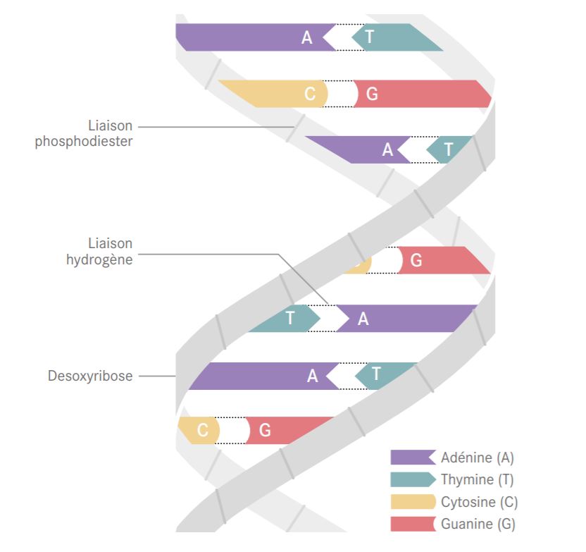 Peut-on breveter l'ADN humain ?