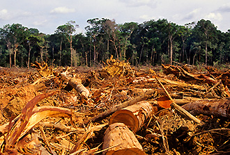 La forêt amazonienne brésilienne a déstocké du carbone au cours de la dernière décennie