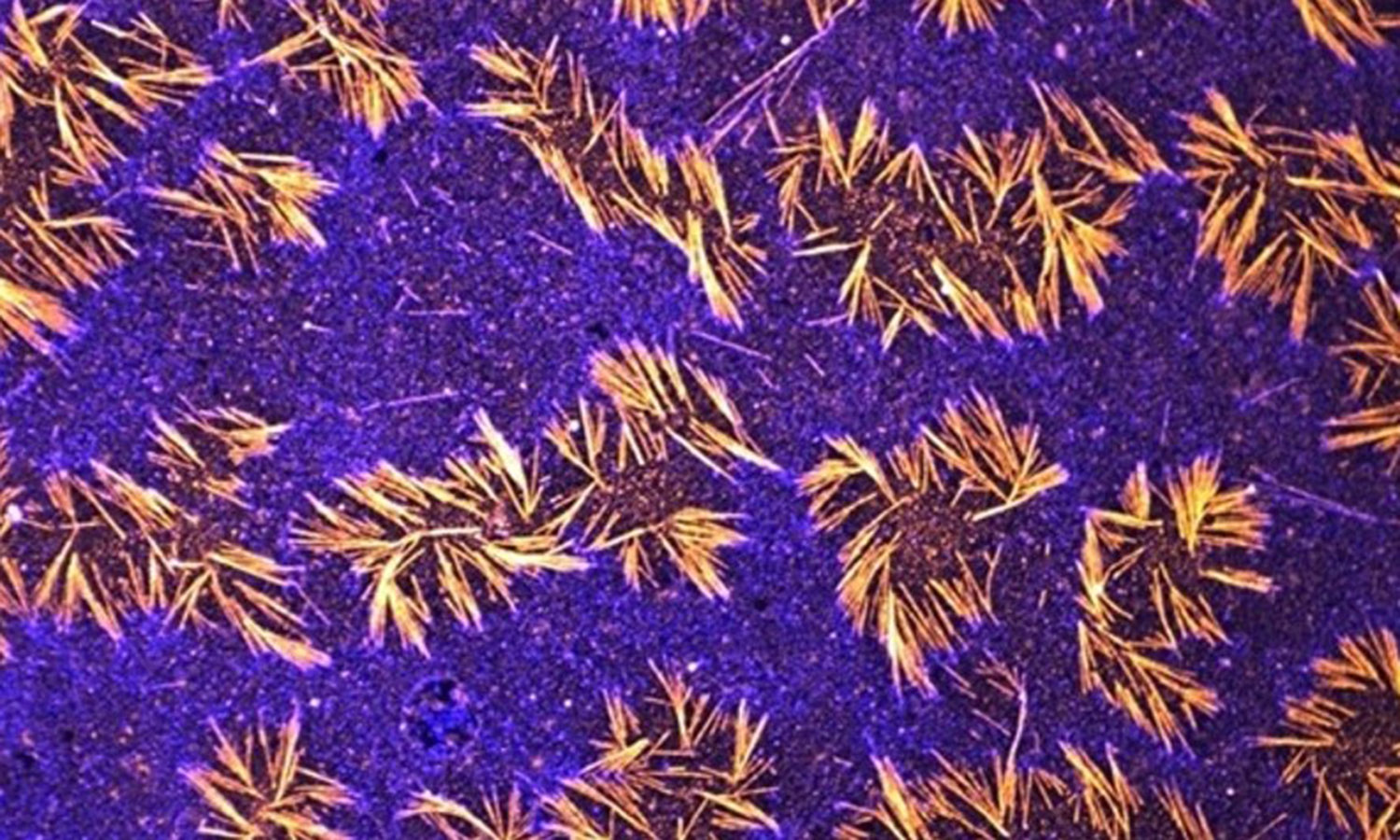 Découverte d'une nouvelle morphogénèse dans les cellules