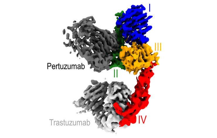 Comment deux anticorps thérapeutiques synergiques ciblent HER2