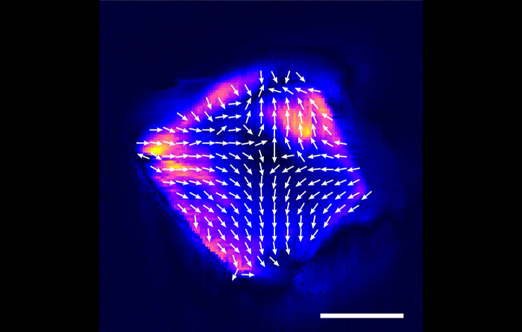 Une texture ferroélectrique originale dans les nanocristaux de titanate de baryum