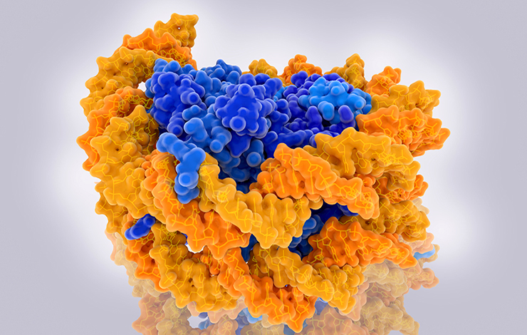 L'accès à l’ADN par BAF et les subnucléosomes