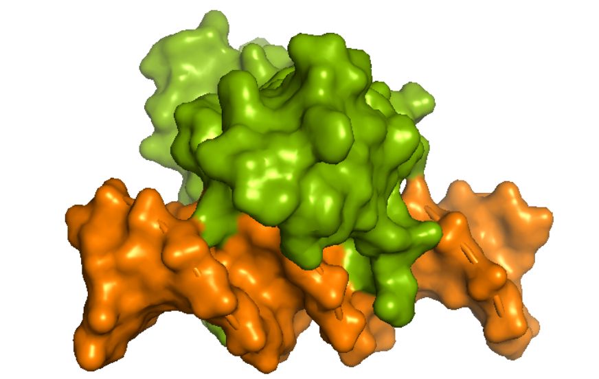 Caractérisation d’une nouvelle protéine régulatrice spécifique aux plantes