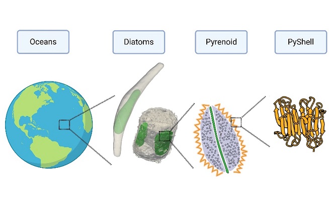 How diatoms enhance their CO2 assimilation efficiency