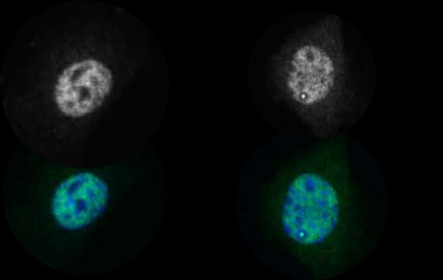 Biological signal quantified by automated test based on fluorescence microscopy