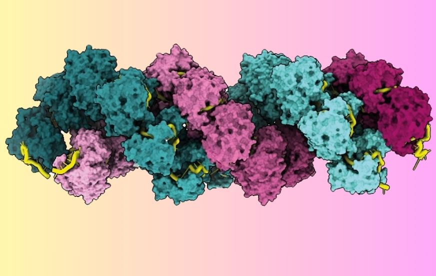 Targeting the genome of the influenza virus encapsidated by nucleoprotein