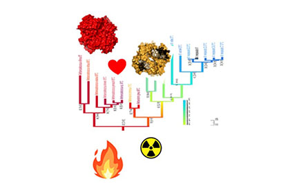 Resurrection of heat-stable, gamma-resistant prehistoric proteins