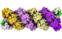 Molecular insights into the Influenza virus genome organization