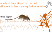 The role of breathing-driven neural oscillations in fear state regulation in mice
