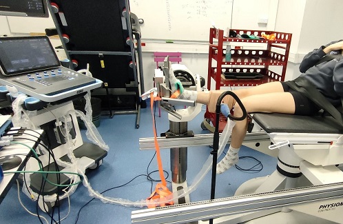 Muscle biomechanics revealed by ultrasound elastography