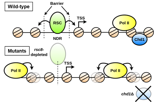 Analyse du positionnement des nucléosomes du génome de levure