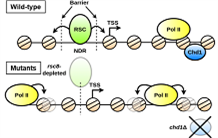 Analysis of nucleosome positioning in the yeast genome