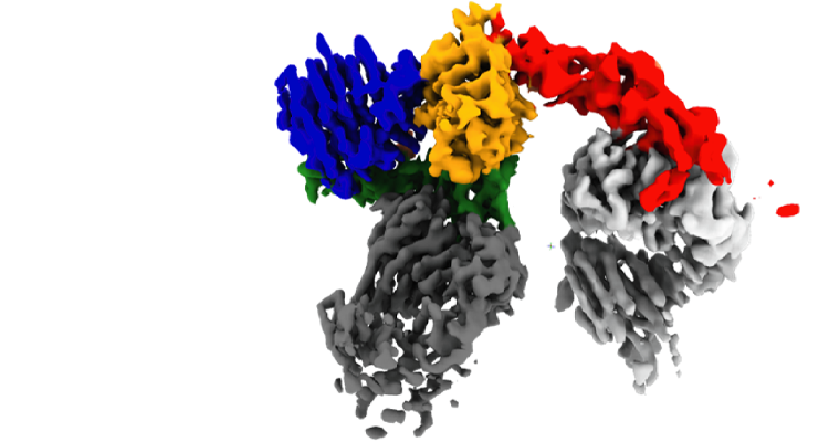 Immunothérapie : 1 modèle structural pour comprendre l’action synergique de 2 anticorps thérapeutiques