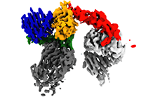 Immunothérapie : 1 modèle structural pour comprendre l’action synergique de 2 anticorps thérapeutiques