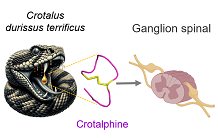 Identification of a new molecular target involved in the analgesic action of crotalphine