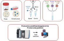 Identification universelle de virus pathogènes par protéotypage en spectrométrie de masse