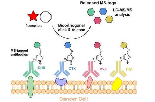 Click-chemistry and mass spectrometry for tumor immunoprofiling