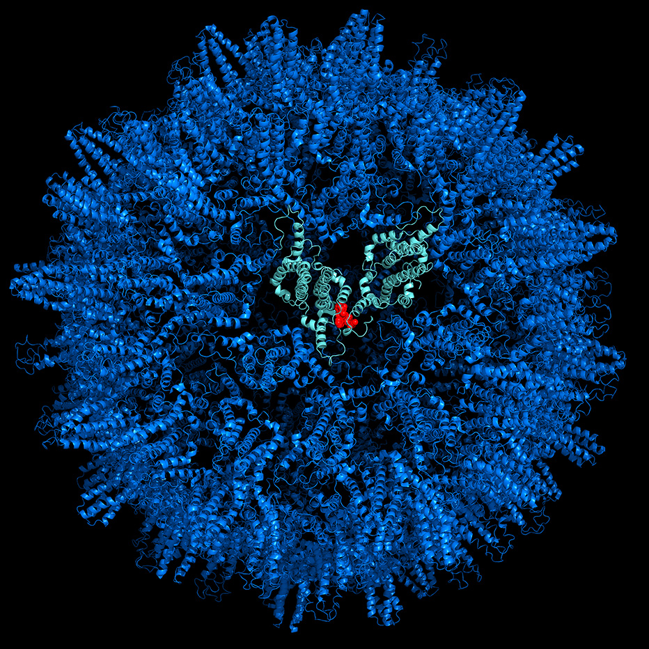 Une petite molécule perturbe l'assemblage d'une capside virale : un espoir de nouveau traitement contre le virus de l'hépatite B. © S.Bressanelli