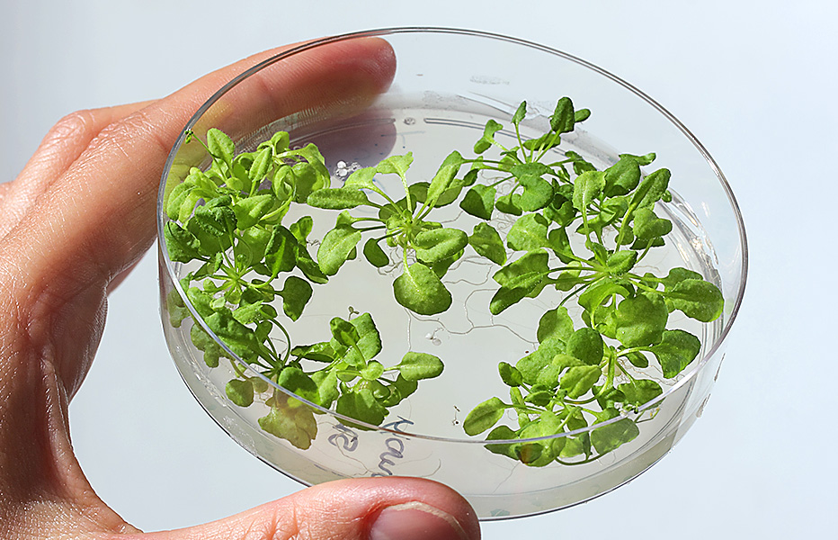 Sélection de plantes transgéniques sur milieu contenant un antibiotique. © P.Avavian/CEA