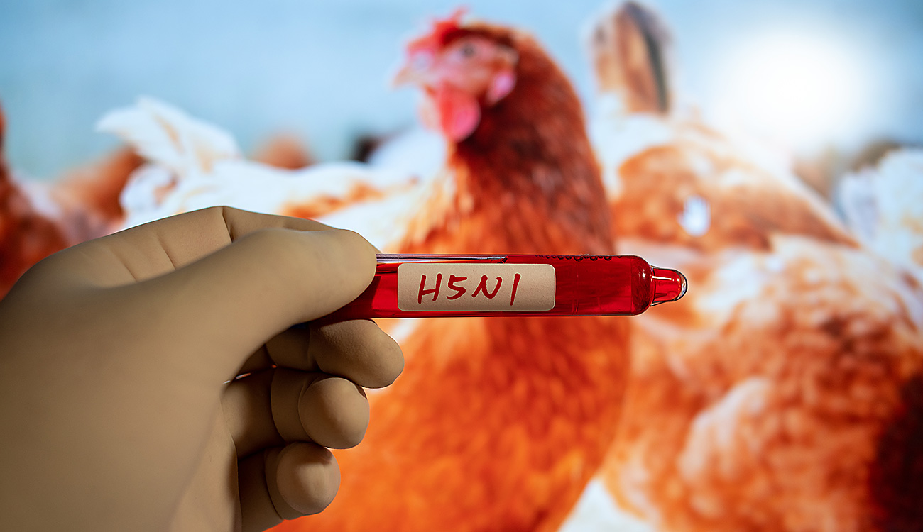 La barrière de la grippe aviaire © Gettyimages