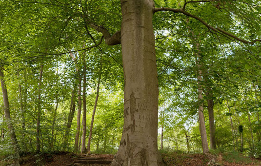 Accueil - France Bois Forêt